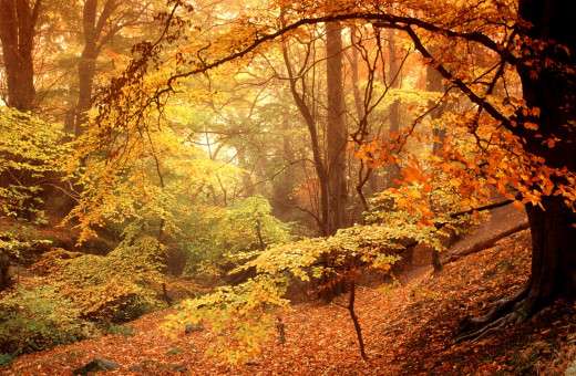 1752529 (a): :2048x1339